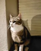 Cat seen in Nantes
