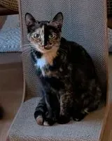 NOTFALL: Katze in La Chapelle-sur-Erdre verloren