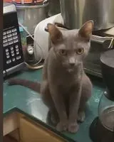 URGENZA: Gatto smarrito(a) a Prestonsburg