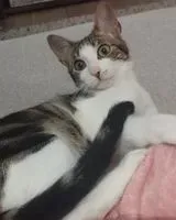 Gatto smarrito(a) a Lepe