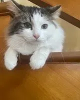 Cat lost in Caluire-et-Cuire