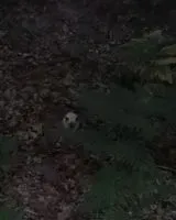 Cat seen in Lit-et-Mixe