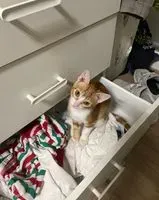 URGENZA: Gatto smarrito(a) a Séville