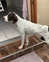 URGÊNCIA: Cão encontrado(a) em Port-Bail-sur-Mer