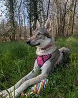 EMERGENCY: Dog lost in Anor