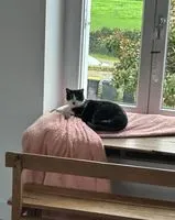 URGÊNCIA: Gato perdido(a) em Saint-Léger-de-Montbrun