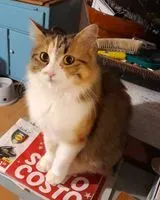 Chat perdu(e) à Case Romagnoli