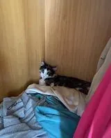 Chat perdu(e) à Grugliasco