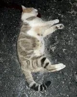 EMERGENCY: Cat found in Blain