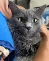 Gatto smarrito(a) a Pedara