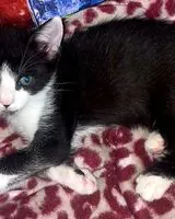 Gatto smarrito(a) a Lurate Caccivio
