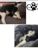 EMERGENCY: Cat lost in Maisdon-sur-Sèvre