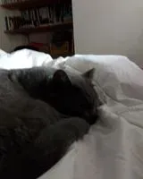 EMERGENCY: Cat lost in Saint-Julien-de-Concelles