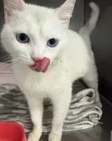 Cat found in Clisson