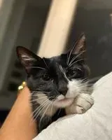 URGENCIA: Gato encontrado(a) en Les Billaux