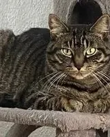 Gatto smarrito(a) a Reichenau