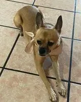 Hund in Phoenix verloren