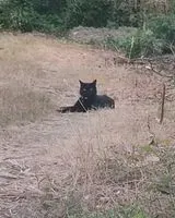 Cat found in Gorges