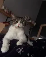 Cat lost in Sèvremoine