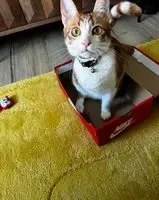 URGENZA: Gatto smarrito(a) a Oeiras