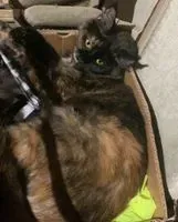 NOTFALL: Katze in Cenon verloren