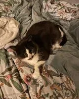 URGENZA: Gatto smarrito(a) a Branville