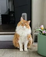 Cat lost in Saint-Nazaire
