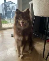 URGENCE : Chien perdu(e) à Saint-Jean-de-Boiseau