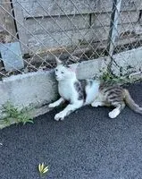 Cat found in Brétigny-sur-Orge