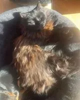 URGENCE : Chat perdu(e) à Coimbra