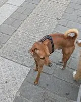 URGENCIA: Perro visto(a) en Bordeaux