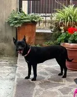 Dog lost in Paderno Dugnano