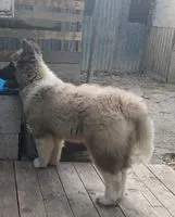 Dog lost in Bridgetown