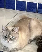 Cat lost in Palermo