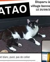 Cat lost in Vallet