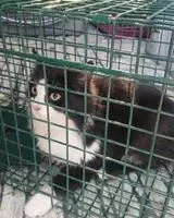 Gato