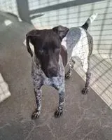 URGÊNCIA: Cão encontrado(a) em Batz-sur-Mer
