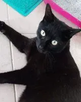 Gato perdido(a) en Lomagna