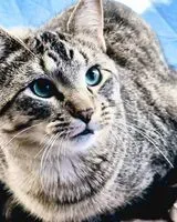 Gato perdido(a) em Saint Paul