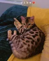 URGENCIA: Gato perdido(a) en La Bernerie-en-Retz