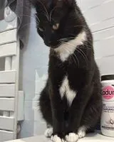 Katze in Sorbets verloren