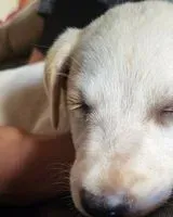 Hund in Bannerughatta verloren