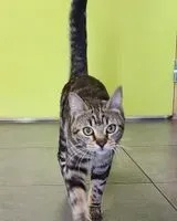 Cat found in Le Bignon