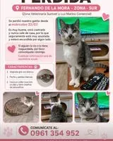 Gato perdido(a) en Fernando De La Mora
