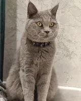 EMERGENCY: Cat lost in Navoiy City