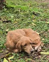Dog found in Asunción
