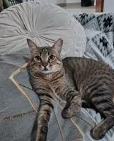 Cat lost in Santo Domingo Oeste