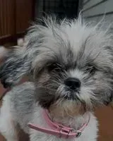 Perro perdido(a) en Cleveland