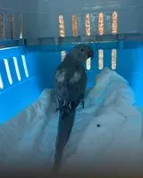 Bird found in Le Bignon