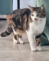 猫 が Les Billaux に負けました